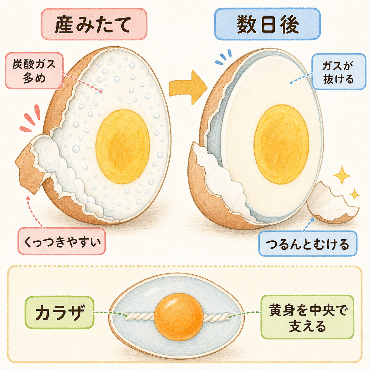 産みたての卵と数日たった卵で、ゆでたときの殻のむきやすさを比べた図