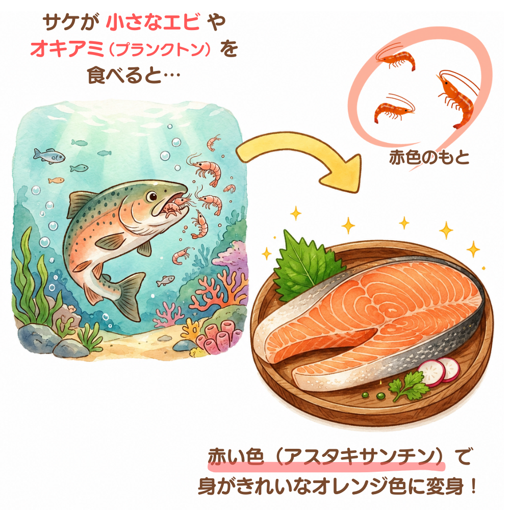 エビを食べて白身がオレンジになる仕組み